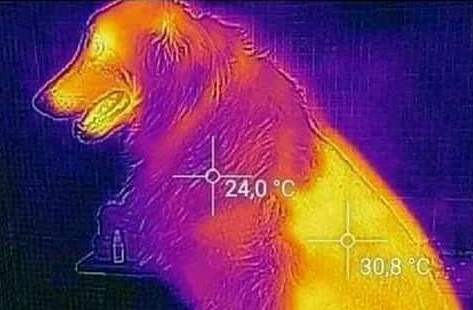 perro-temperatura-rapado